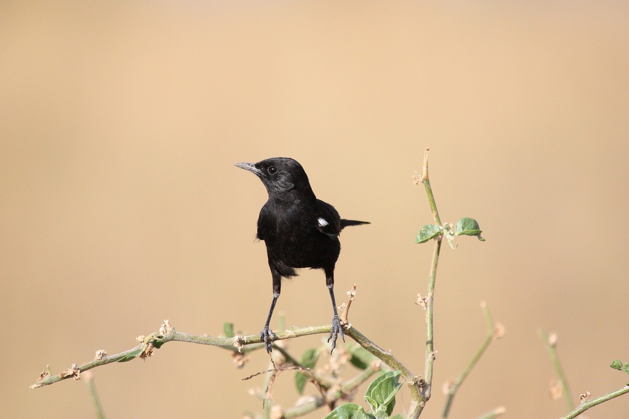 Urban Birding: The Role of Birds in Sustainable Cities